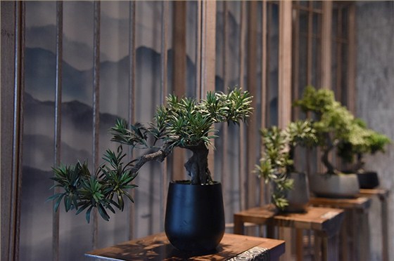 火锅店盆栽